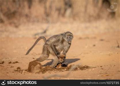 Chacma baboon running away with a block of food in the Welgevonden game reserve, South Africa.