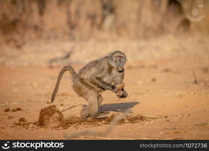 Chacma baboon running away with a block of food in the Welgevonden game reserve, South Africa.