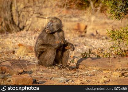Chacma baboon sitting and eating in the Welgevonden game reserve, South Africa.
