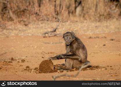 Chacma baboon sitting and eating in the Welgevonden game reserve, South Africa.