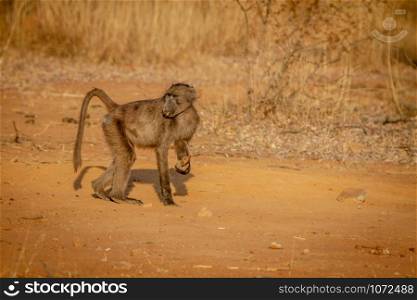 Chacma baboon standing in the grass in the Welgevonden game reserve, South Africa.