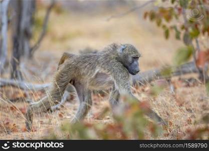 Chacma baboon walking in savannah in Kruger National park, South Africa ; Specie Papio ursinus family of Cercopithecidae. Chacma baboon in Kruger National park, South Africa