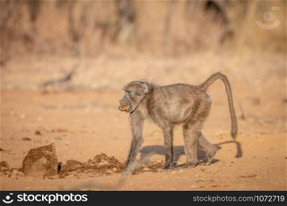 Chacma baboon walking in the bush in the Welgevonden game reserve, South Africa.