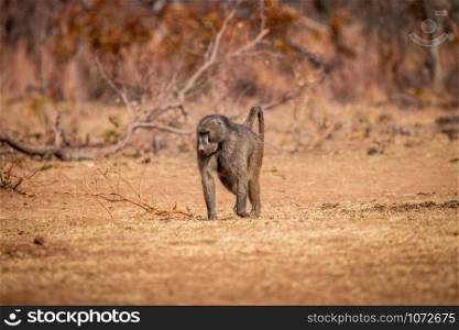 Chacma baboon walking in the grass in the Welgevonden game reserve, South Africa.