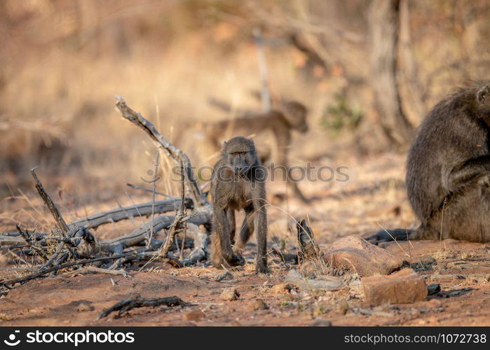 Chacma baboon walking towards the camera in the Welgevonden game reserve, South Africa.