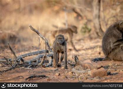 Chacma baboon walking towards the camera in the Welgevonden game reserve, South Africa.
