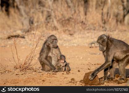 Chacma baboon with a baby sitting in the grass in the Welgevonden game reserve, South Africa.