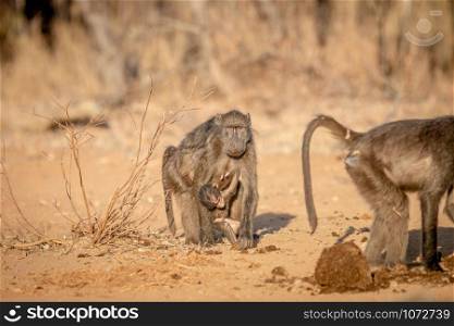 Chacma baboon with a baby walking towards the camera in the Welgevonden game reserve, South Africa.