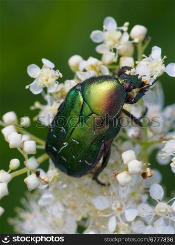 Chafer beetle on a flower