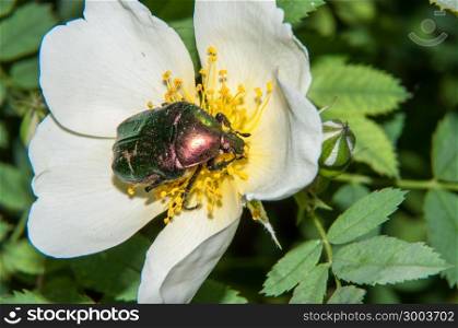 Chafer genus of insects of the family of scarab