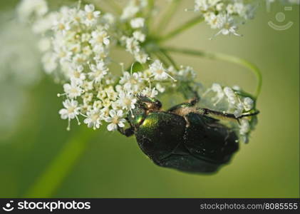 chafer insect on a flower