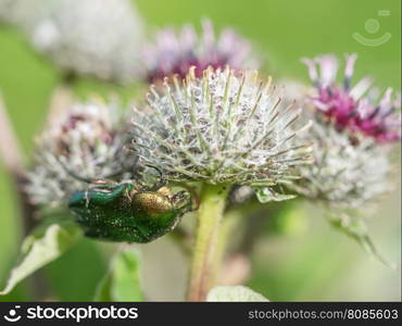 chafer insect on a flower