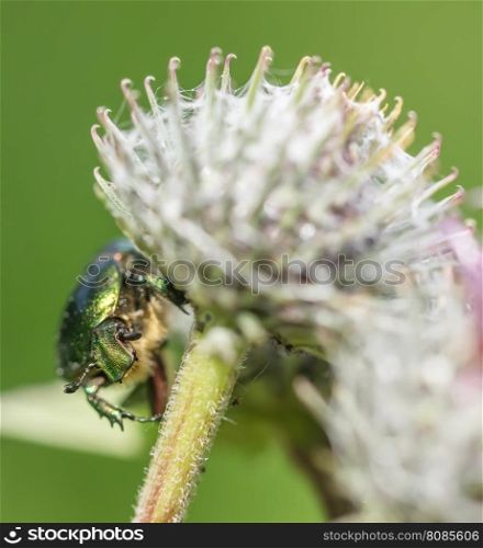 chafer insect on a flower