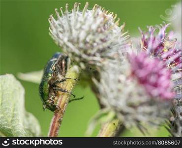 chafer insect on a flower