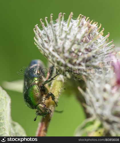 chafer insect on a flower