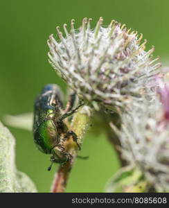 chafer insect on a flower