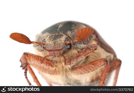 Chafer isolated on white background