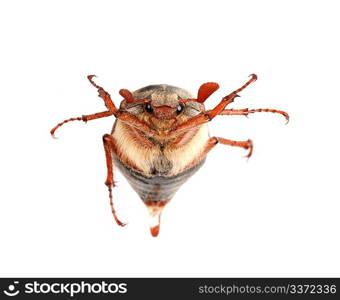 Chafer isolated on white background