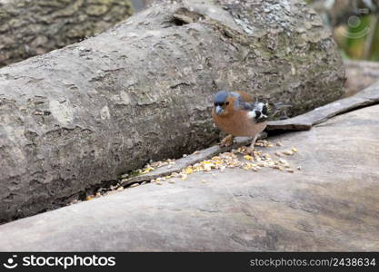 Chaffinch eating seed on a dead tree