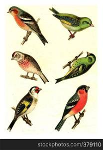 Chaffinch, Greenfinch, Linnet, Siskin, Goldfinch, Bullfinch, vintage engraved illustration. From Deutch Birds of Europe Atlas.