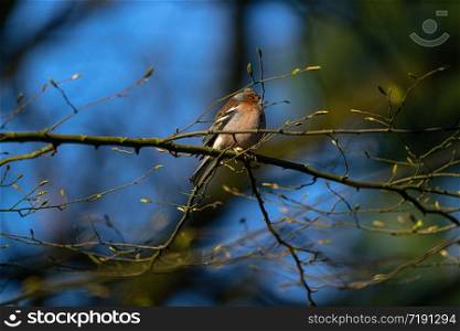 Chaffinch sitting on a branch head turned. Chaffinch branch on the side