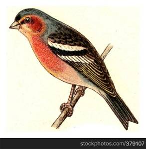 Chaffinch, vintage engraved illustration. From Deutch Birds of Europe Atlas.