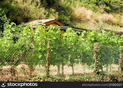 Chain-link fence in a field, Cinque Terre National Park, La Spezia, Liguria, Italy