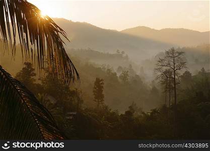 Chaing Rai Village, hill tribe, tea plantation, mist and sunrise, Thailand