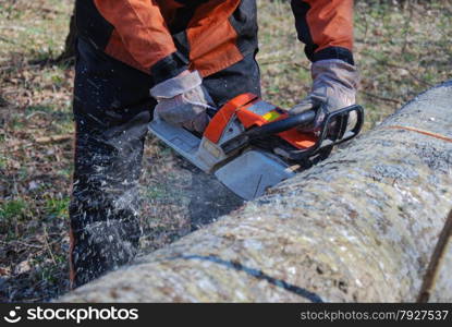 Chainsaw in action with chaindust when sawing a big tree trunk