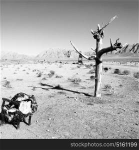chair in iran blur old dead tree in the empty desert of persia lamp oil on branch