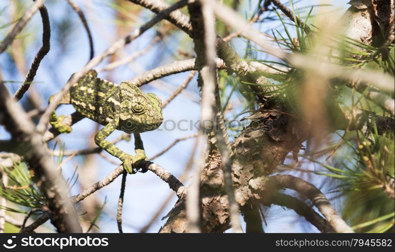 chamaeleon in the wild nature of portugal