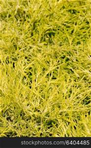 chameacyparis pisifera filifera, groundcover plant, decorative texture in the garden