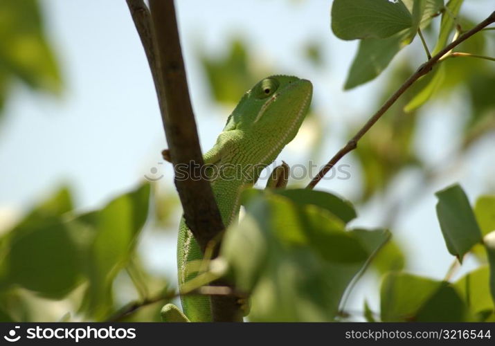 Chameleon - Africa