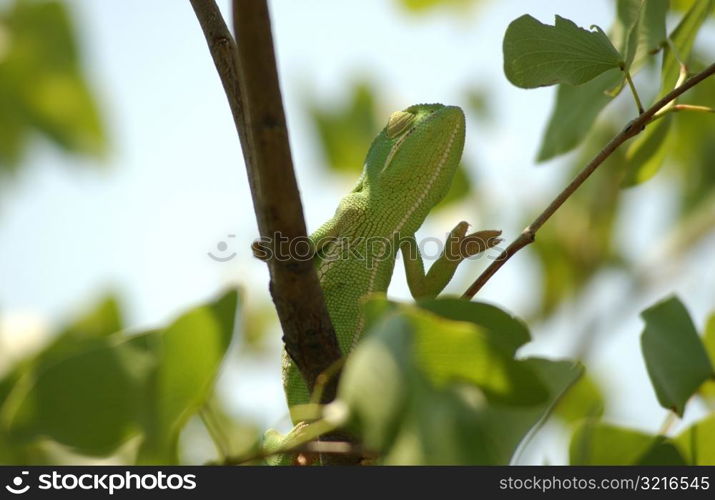 Chameleon - Africa