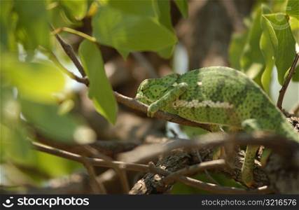 Chameleon - Africa
