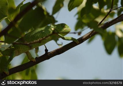 Chameleon - Africa