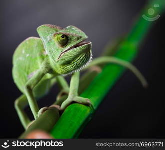 Chameleon, bright vivid exotic climate