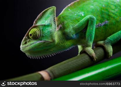 Chameleon, bright vivid exotic climate