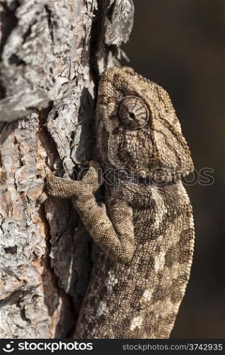 chameleon climbing. chameleon climbing vertically through the bark of a pine