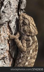 chameleon climbing. chameleon climbing vertically through the bark of a pine