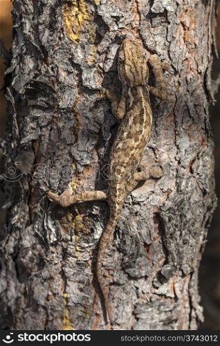 chameleon climbing . chameleon climbing vertically through the bark of a pine