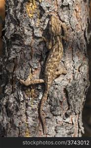 chameleon climbing . chameleon climbing vertically through the bark of a pine