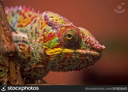 chameleon color bright lizard