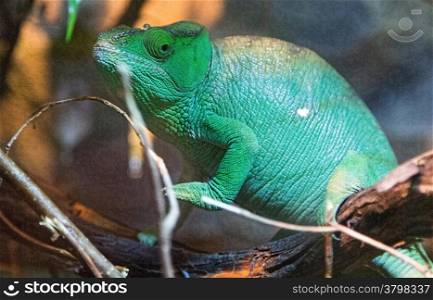 chameleon enters the branches of a tree