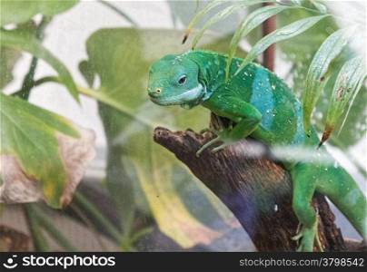 chameleon enters the branches of a tree
