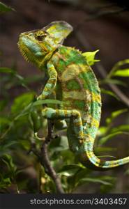 Chameleon. Green chameleon on a tree branch