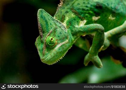 chameleon head green lizard