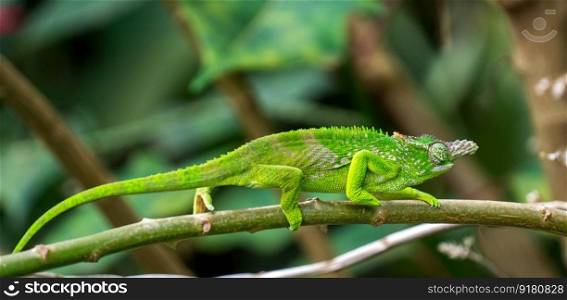 chameleon iguana reptile animal