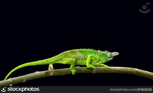 chameleon iguana reptile animal