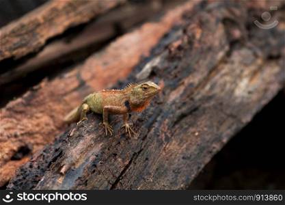 Chameleon in Thailand, Reptile in Thailand